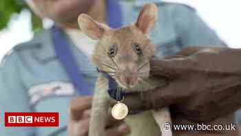 How Magawa the rat was trained to detect mines