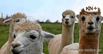 Alpaka, Esel und Ziege: Hier können Sie mit Tieren spazieren