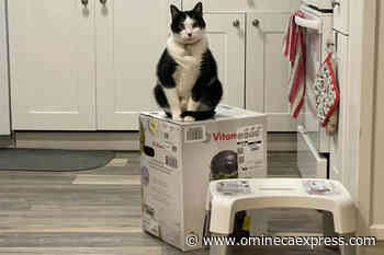 B.C. cats hold Vitamix blender box hostage during weeks-long saga - Vanderhoof Omineca Express