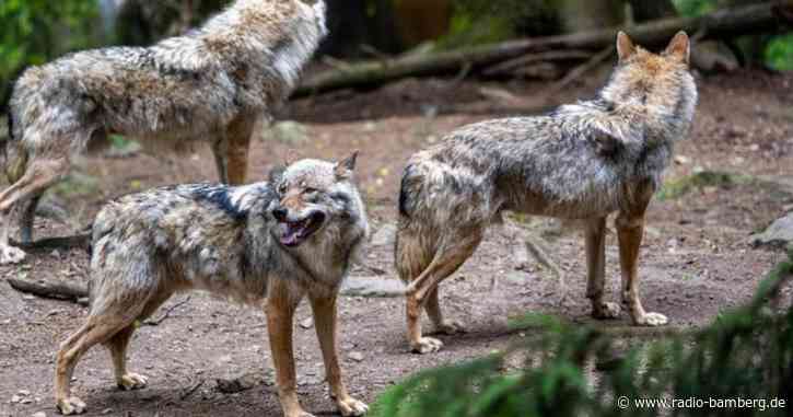 Experte weist Forderungen nach Wolfsabschuss zurück