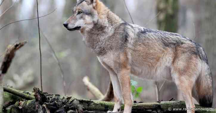 Politik und Experten streiten um Abschuss von Wolf