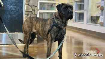 Adopt a Pet: Bounce the dog