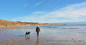 Warning as dogs fall ill after beach walks on Yorkshire coast - Hull Live
