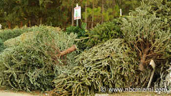 Miami-Dade County Residents Urged to Go Green, Recycle Their Christmas Trees