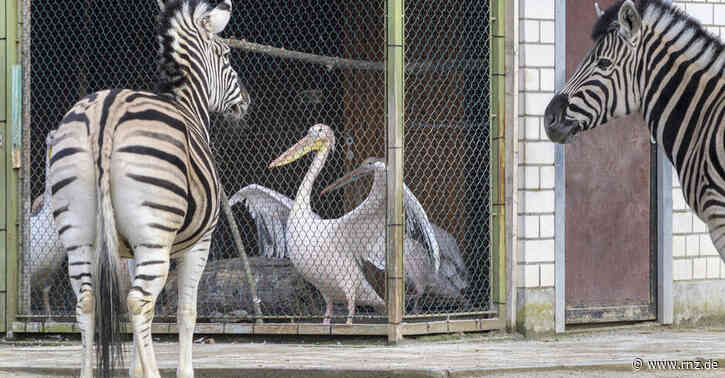 Heidelberg:  Zoo wird nach Vogelgrippe Fall geschlossen (Update)