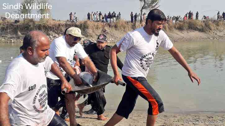Rettungsaktion für 27 vom Aussterben bedrohte Delfine in Pakistan