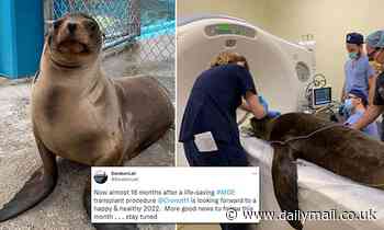 Cronutt the sea lion cured of epilepsy after pig brain cells were transplanted into its cerebrum
