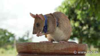 Magawa, rat who detected landmines in Cambodia, dies in retirement