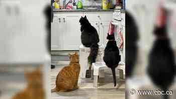 These 3 cats have held their owners' blender hostage for a month in a territorial box war