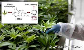 Cannabis compounds can stop the virus that causes COVID-19 from entering human cells, study finds