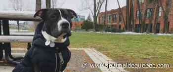 Derrière les barreaux pour avoir infligé de graves sévices à son chien