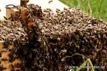 Bienenseuche hat sich im Vogtland weiter ausgebreitet - Freie Presse
