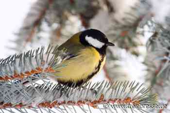Wintervögel: Jetzt wird gezählt! - Freie Presse