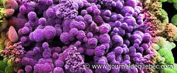 Risque d’hospitalisation réduit de moitié avec Omicron comparé à Delta, selon une étude américaine