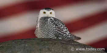 Why this rare snowy owl is captivating birdwatchers in Washington