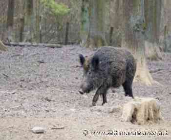 Ovada: trovato cinghiale morto di peste suina africana - L'Ancora