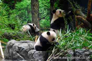 Twin panda cubs delight fans with Tokyo zoo debut - Ealing Times