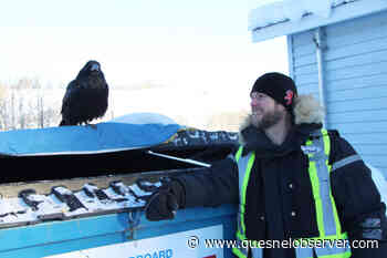 Cariboo raven hungry nevermore thanks to new friend – Quesnel Cariboo Observer - Quesnel Cariboo Observer