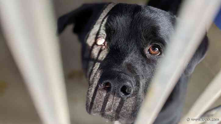 Dog shot in NW Austin is now up for adoption