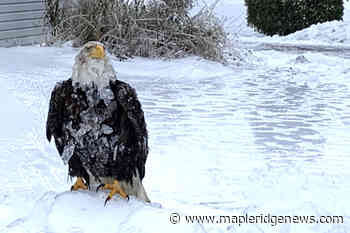 No worries for ice-covered bald eagle spotted in Chilliwack – Maple Ridge News - Maple Ridge News