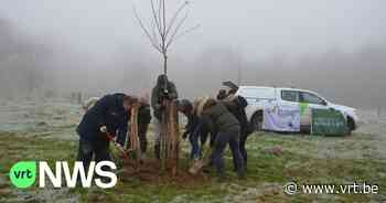 Kravaalbos in Opwijk breidt uit met inheemse kersenbomen - VRT NWS