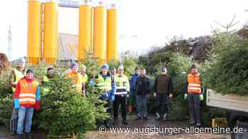 900 Christbäume aus Meitingen helfen sozialen Einrichtungen - Augsburger Allgemeine