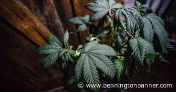 With cannabis vote expected in Manchester, where's the best place for retail sales? - Bennington Banner