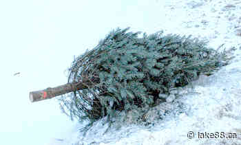 This is Christmas tree pick-up week in Perth and Smiths Falls - Lake 88.1 - lake88.ca
