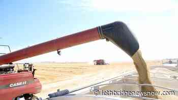 Record crop insurance payouts in 2021 impact insurance fund reserve - Lethbridge News Now