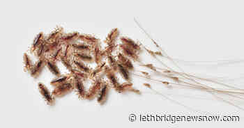 Head Lice: Keepers Of Ancient History - Lethbridge News Now