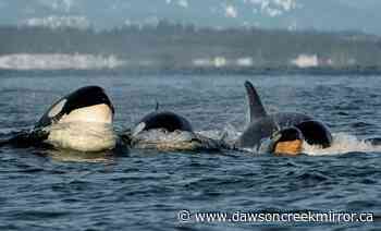 Record numbers of orcas, humpbacks spotted in Salish Sea in 2021 - Dawson Creek Mirror