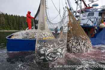 Why are Alaskan fishers allowed to catch BC-bound salmon? - Dawson Creek Mirror