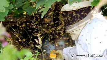 Geoff Scott: a buzzy, buzzy guy - Stuff.co.nz