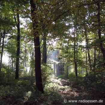Riesiges Rohr wird in Essen verlegt - es soll der Natur helfen - Radio Essen
