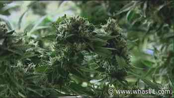 No, the FDA has not approved medical marijuana for any illness - WHAS11.com