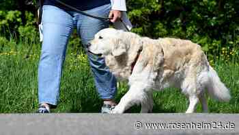 Stephanskirchenerin (49) erfasst Hund in Rosenheim frontal mit Auto