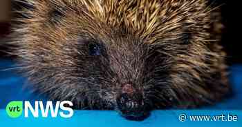 Recordaantal egels binnengebracht in dierenopvangcentrum Merelbeke vorig jaar - VRT NWS