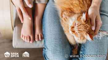 Saskatoon SPCA wants domestic violence shelters to accept the animals of victims - 620 CKRM.com