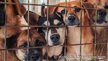 A 'Golden' Opportunity To Give Back: Here are some animal shelters across Hampton Roads where you can donate in Betty White's honor