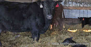 Winter calving takes extra care
