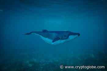 Top Ethereum Whales Load up on Polygon ($MATIC) and Chainlink ($LINK) as Crypto Market Recovers - CryptoGlobe