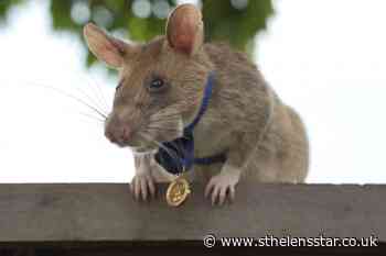 Rat that detected land mines in Cambodia dies in retirement - St Helens Star