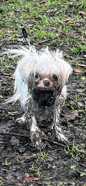 North West Veterinary Specialists save dog after serious spinal damage - St Helens Star