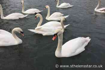 St Helens on alert after confirmed outbreaks of bird flu in surrounding areas - St Helens Star
