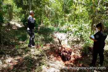 Robaban palmeras pindó​ del monte para venderlas en Buenos Aires y Entre Ríos - Misiones Cuatro