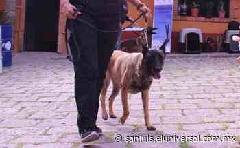 Rescatarán a 600 mil perros sin hogar en San Luis Potosí | San Luis Potosí - El Universal San Luis