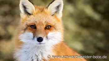 Wildtiere in Calw - Was tun, wenn Fuchs und Co. es sich in der Stadt gemütlich machen? - Schwarzwälder Bote