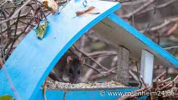 In Bruckmühl werden vermehrt Ratten gesichtet