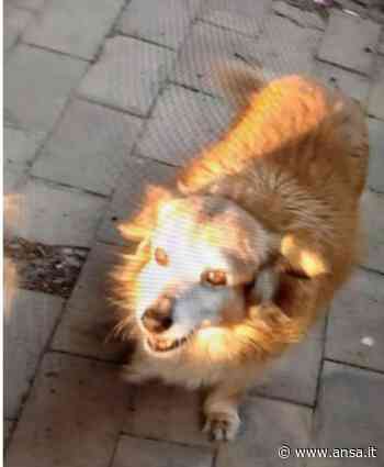 Aidaa, ancora un cane di quartiere avvelenato a Crotone - Agenzia ANSA
