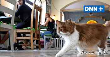 Katzencafé in Dresden eröffnet später als geplant - Dresdner Neueste Nachrichten